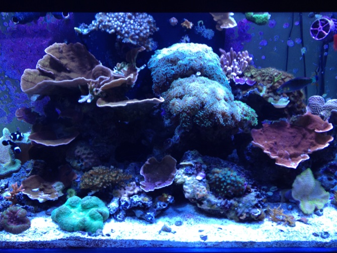 120g mixed reef tank