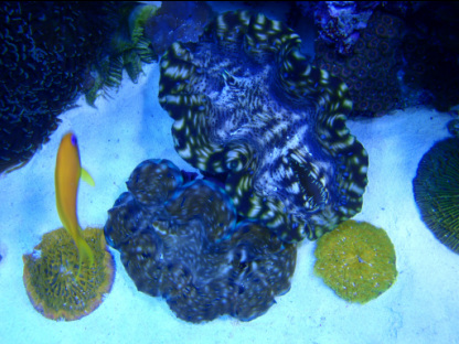 Large Derasa Clams, Aussie plate coral , & female anthias